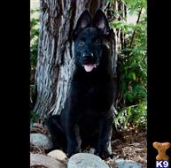 german shepherd puppy posted by Yosemite _Shepherds